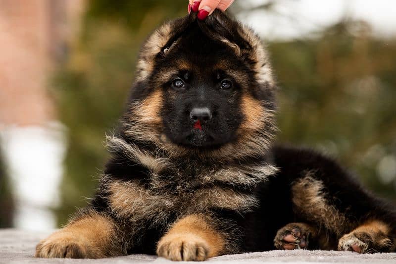 German shepherd short hair and long hair from russia fci 3