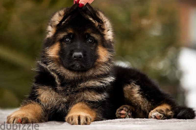 German shepherd short hair and long hair from russia fci 5