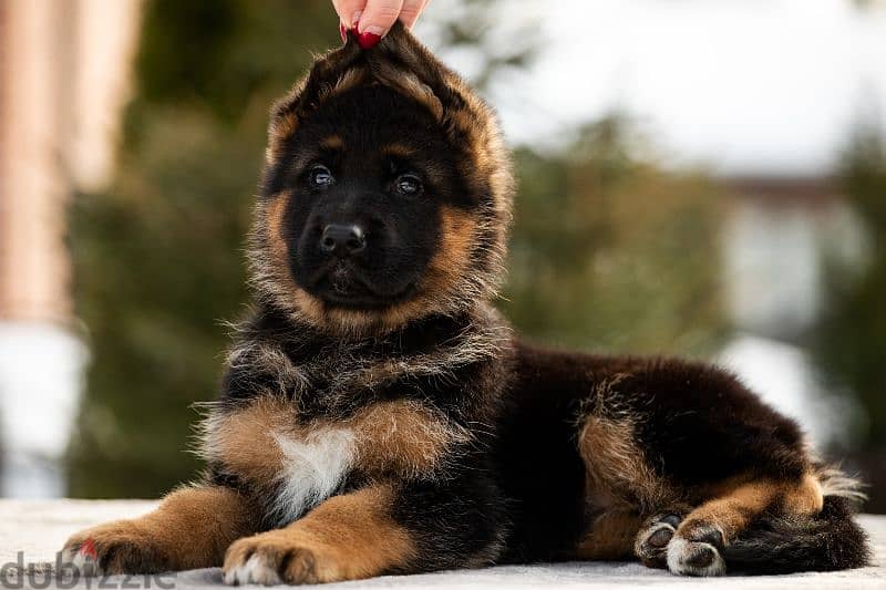 German shepherd short hair and long hair from russia fci 6