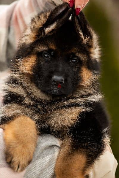 German shepherd short hair and long hair from russia fci 8