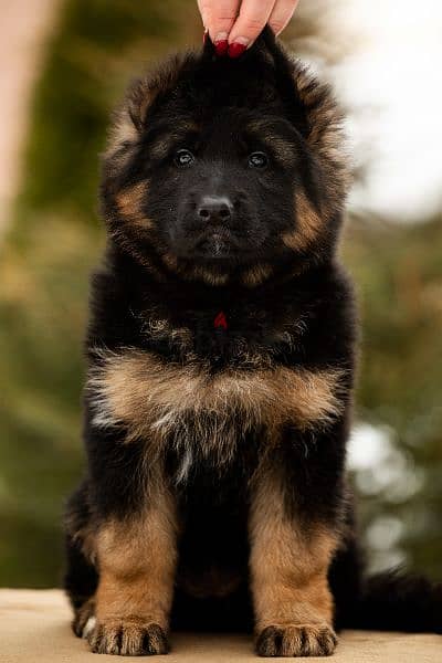 German shepherd short hair and long hair from russia fci 10