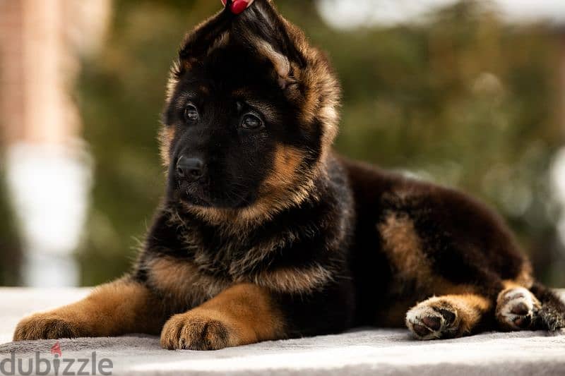 German shepherd short hair and long hair from russia fci 11