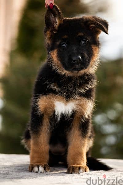 German shepherd short hair and long hair from russia fci 13