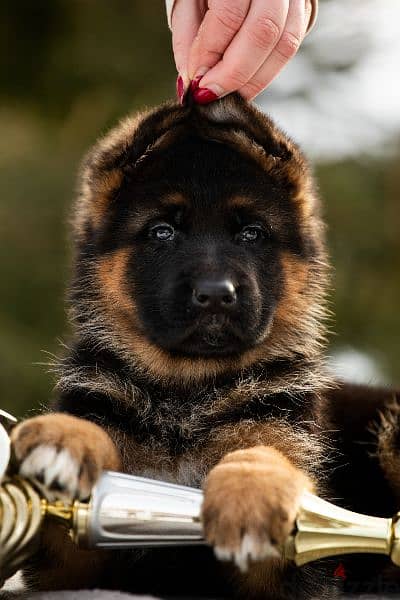 German shepherd short hair and long hair from russia fci 14