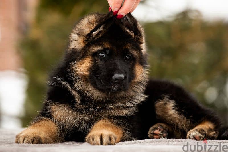 German shepherd short hair and long hair from russia fci 16