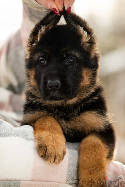 German shepherd short hair and long hair from russia fci 17