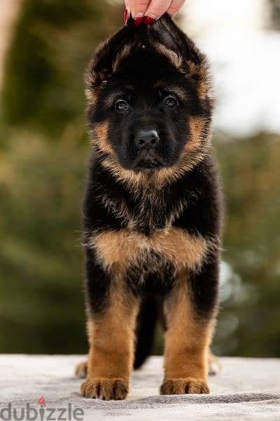 German shepherd short hair and long hair from russia fci 18