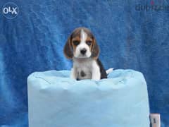 Cutest beagle puppies from imported parents, home raised