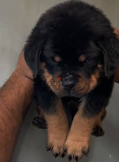 rottweiller puppies top quality 0