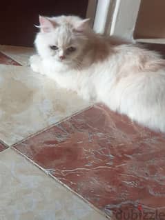 قطة شيرازي مون فيس حامل