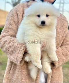 samoyed dog pure full sale
