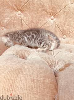 Male Bengal Kitten قط بنغالي ذكر 0