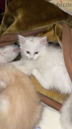 قطة شيرازي بيضاء للبيع 0