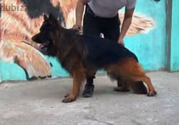 جيرمن شيبرد لونج هير    German shepherd 0