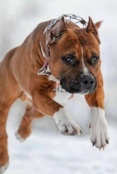 American Staffordshire  Terrier Female From Russia 5