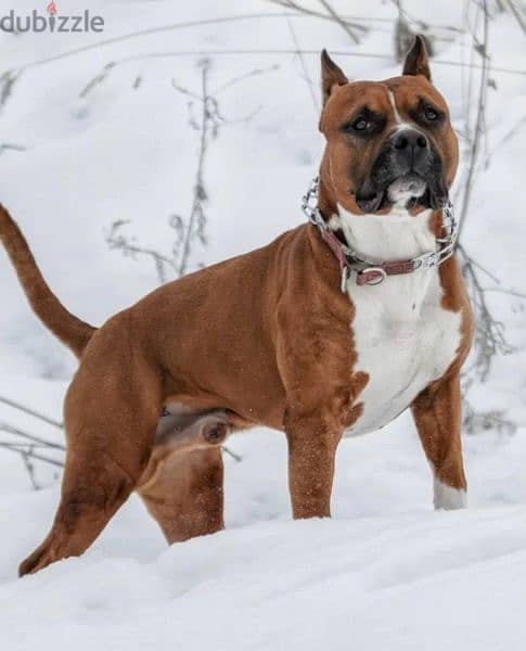American Staffordshire  Terrier Female From Russia 7