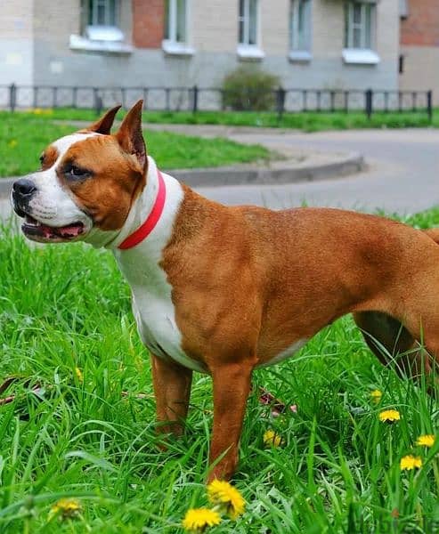 American Staffordshire  Terrier Female From Russia 8