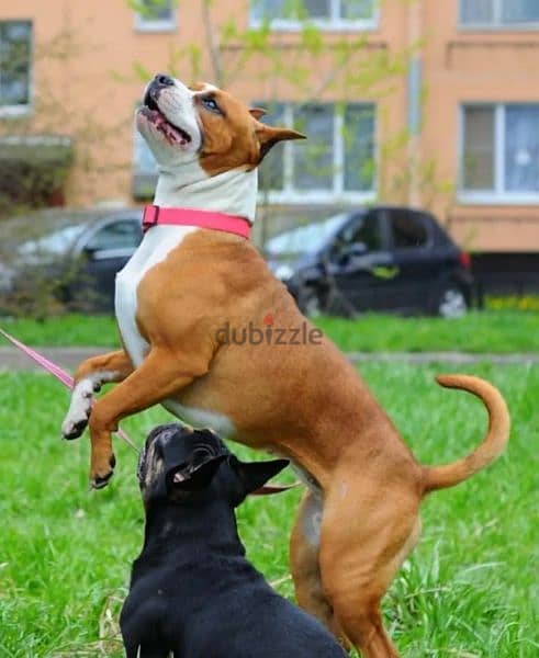 American Staffordshire  Terrier Female From Russia 10