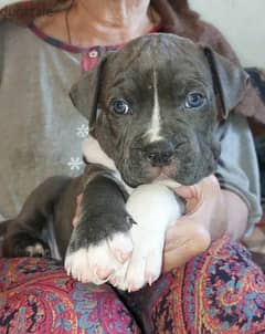 American Staffordshire terrier Female From Russia FCI documents
