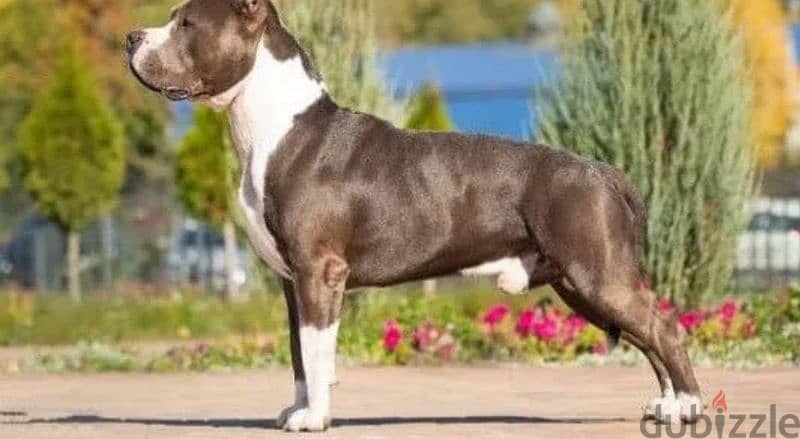 American Staffordshire terrier Female From Russia FCI documents 1