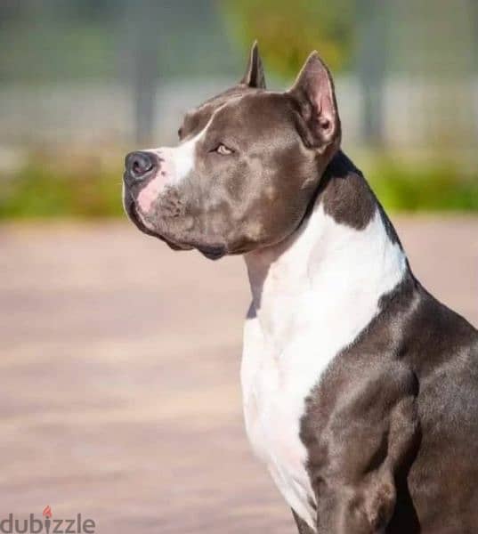 American Staffordshire terrier Female From Russia FCI documents 3