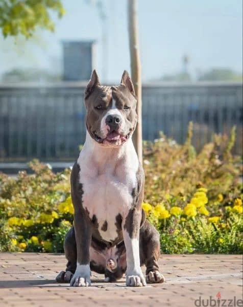 American Staffordshire terrier Female From Russia FCI documents 4