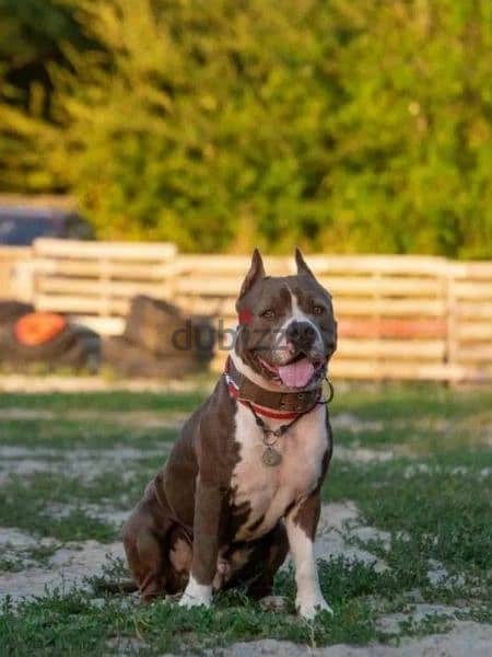 American Staffordshire terrier Female From Russia FCI documents 6