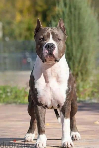 American Staffordshire terrier Female From Russia FCI documents 7
