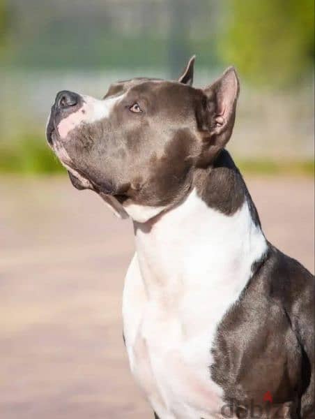 American Staffordshire terrier Female From Russia FCI documents 8