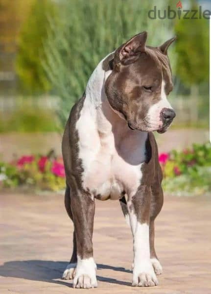 American Staffordshire terrier Female From Russia FCI documents 9