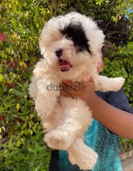 havanese هافنيز 0