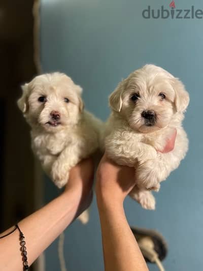 havanese هافنيز