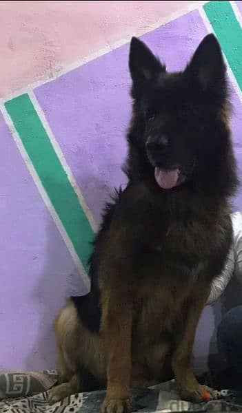 جيرمن شيبرد لونج هير German Shepard 3