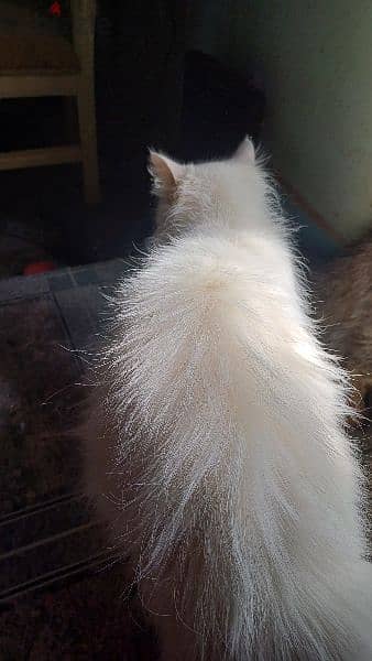 قطة شيرازي بيضاء مطعمة رباعي 1