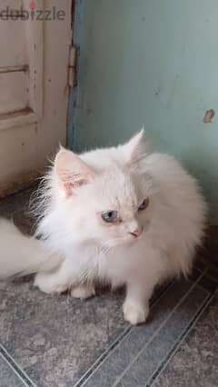 قطة شيرازي بيضاء مطعمة رباعي