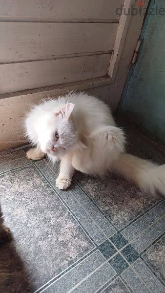 قطة شيرازي بيضاء مطعمة رباعي 3