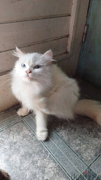 قطة شيرازي بيضاء مطعمة رباعي 4