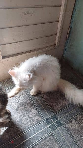 قطة شيرازي بيضاء مطعمة رباعي 5