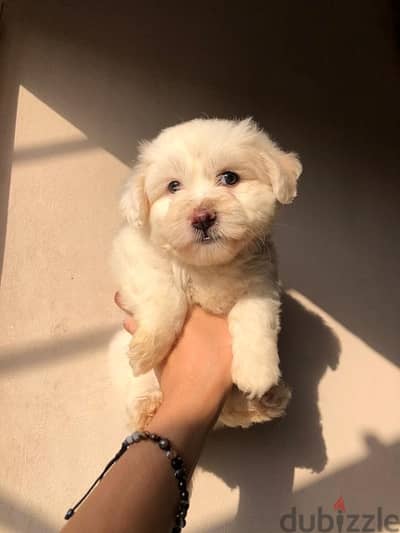 havanese هافنيز