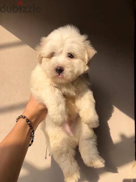 havanese هافنيز 1