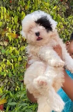 havanese هافنيز