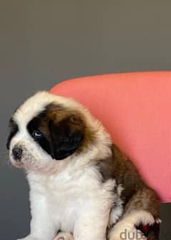 30 days old Saint Bernard puppies available now 0