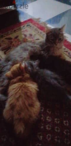 قطط شيراز أسود ورصاصي عمر شهرين