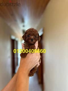 toy poodle puppies availble
