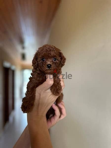 toy poodle puppies availble 1