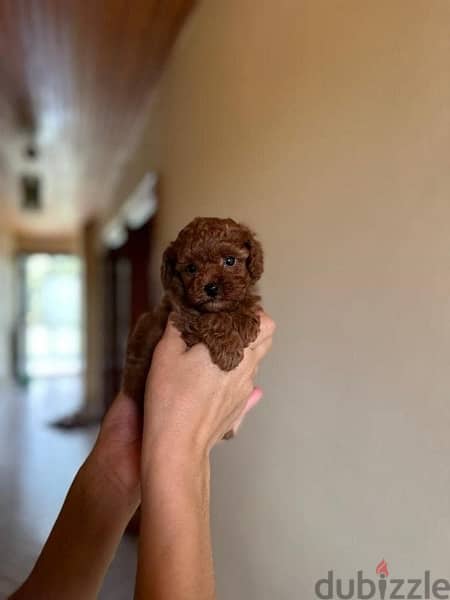 toy poodle puppies availble 2