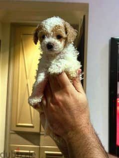 party toy poodle puppy 0