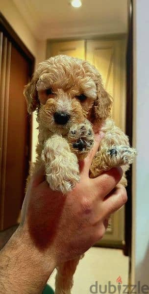 party toy poodle puppy 1
