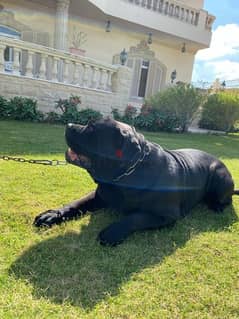 Cane corso for mating (للزواج) 0