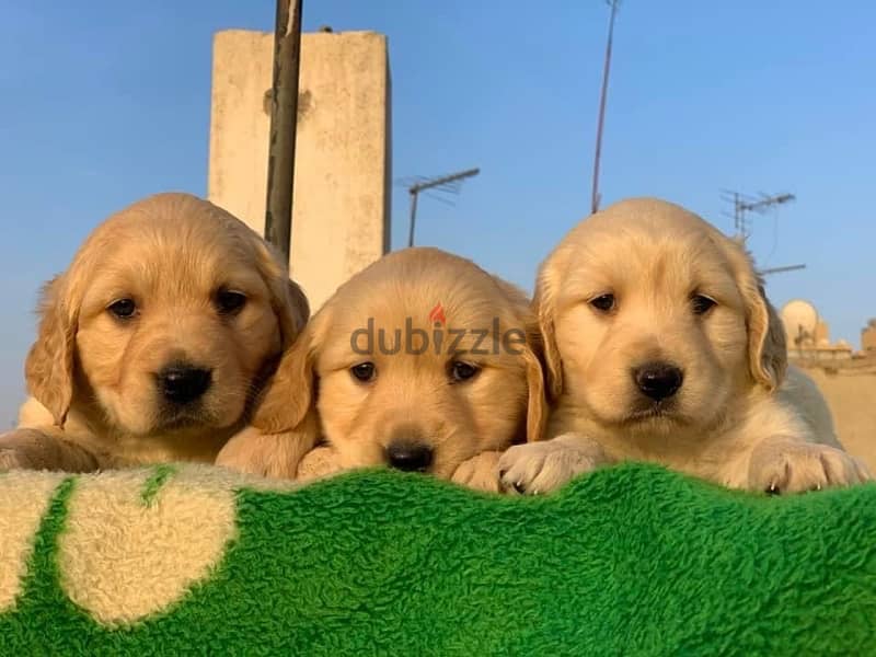 golden retriever جولدن ريتريفر 0